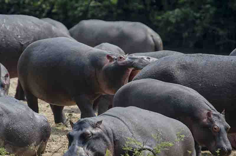 103 - Hipopotamos - parque nacional Queen Elizabeth - Uganda